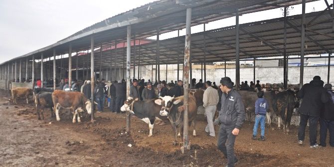 Gölbaşı Belediyesi Canlı Hayvan Pazarı Hizmete Girdi