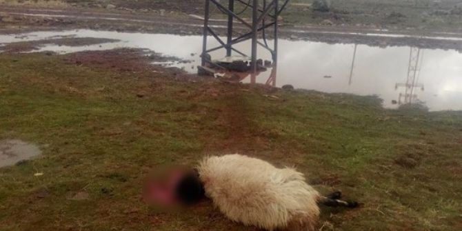 Elektrik Akımına Kapılan Koyunlar Telef Oldu