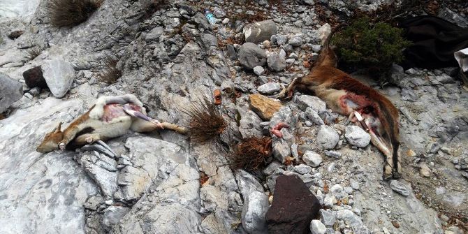 Jandarmadan Kaçak Av Operasyonu