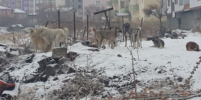 Başıboş Köpekler Halkın Korkulu Rüyası Oldu
