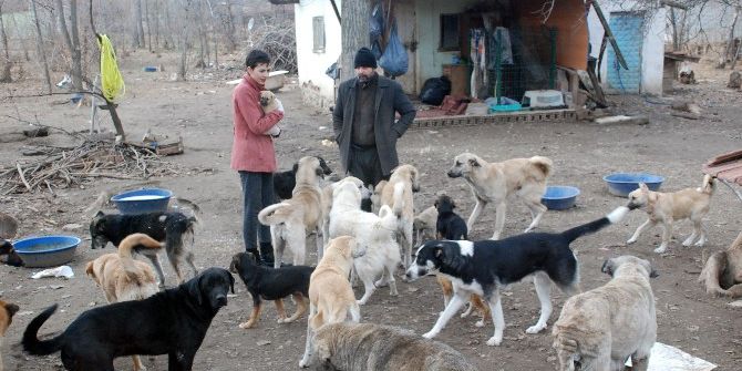 Bahçesinde 100’e Yakın Sokak Köpeğine Bakıyor