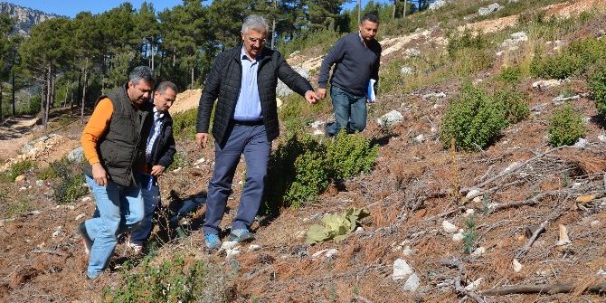 Mersin Ormanlarında Gençleştirme Çalışmaları Devam Ediyor