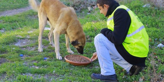 Kırklareli’nde Sokak Hayvanlarına Mama Bırakıldı