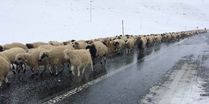 Yaylacıların Zorlu Dönüş Yolculuğu Başladı