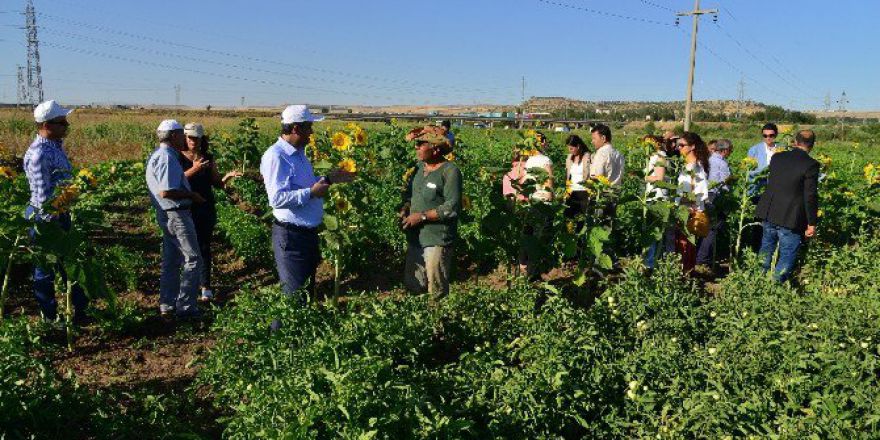 Eş Başkan Anlı, Kent Bostanı’nın İlk Mahsulünü Topladı
