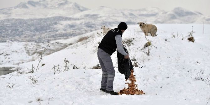 Sokak Hayvanları Kışın Da Aç Kalmıyor