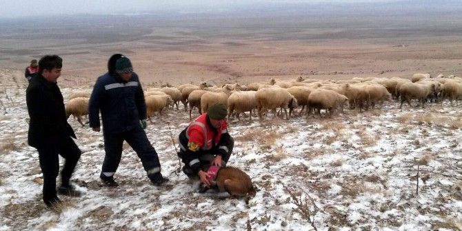 Kaybolan Koyunları İz Takibi Yapan Jandarma Buldu