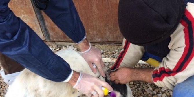 Sokak Köpekleri Toplanarak Barınağa Götürülüyor