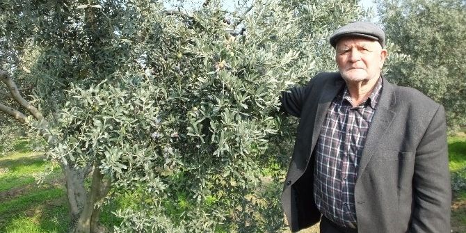 Gemlik Zeytini Balıkesirli Çiftçilerin Yüzünü Güldürdü