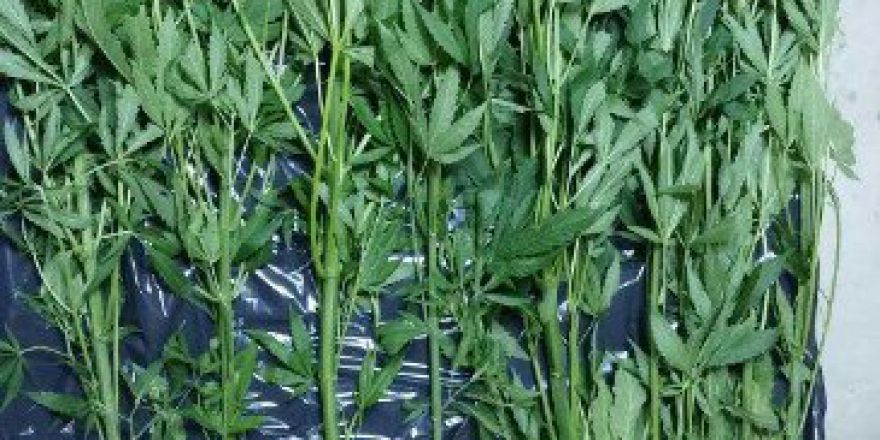 Çorum Polisinden Hint Keneviri Operasyonu