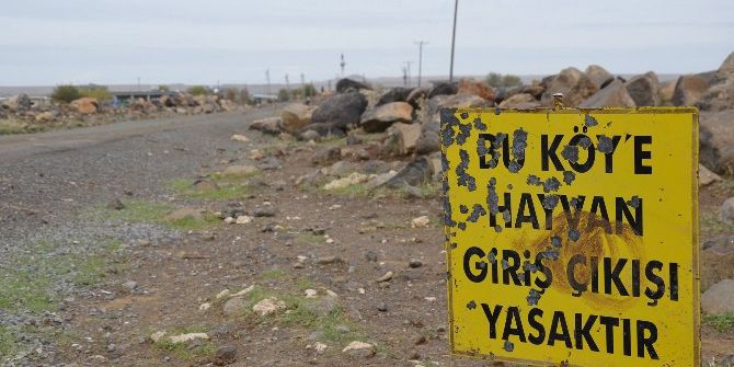 Siverek’te Kuduz Alarmı