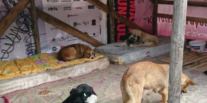 Gazi Üniversitesi Öğrencilerinden Sokak Hayvanlarına Yuva