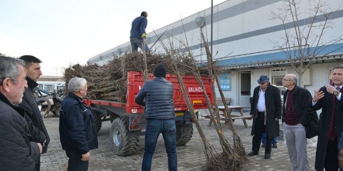 İnegöl’de Kestane Üretimi Yaygınlaşıyor