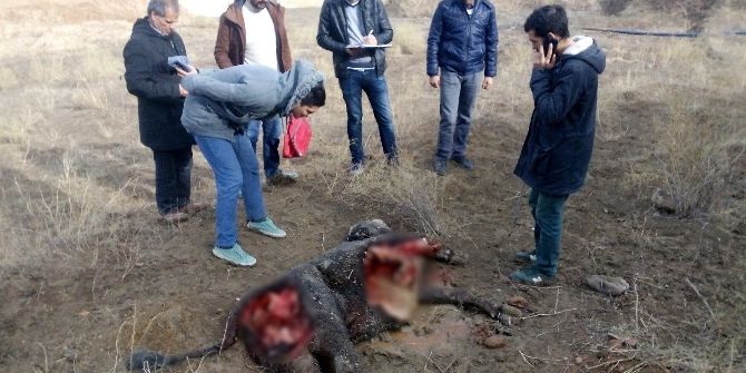 Iğdır’da Kurtlar İneği Parçaladı
