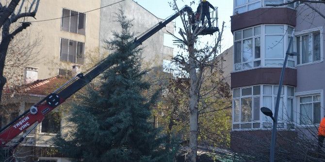 Lüleburgaz’da Ağaç Budama Çalışması