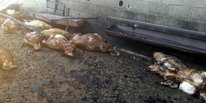 Yangında 75 Küçükbaş Hayvan Telef Oldu