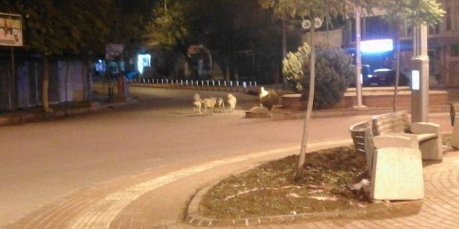 Sokak Köpekleri Kilislilerin Korkulu Rüyası Oldu