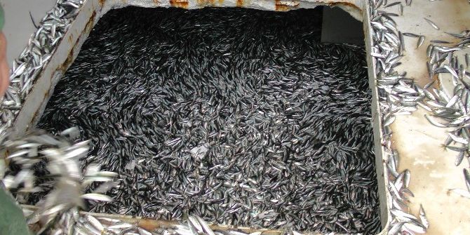 Karadeniz’den Hamsi Fışkırıyor