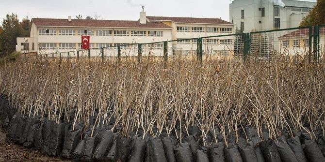 Büyükşehir Belediyesinden Çiftçilere 650 Bin Ücretsiz Fidan