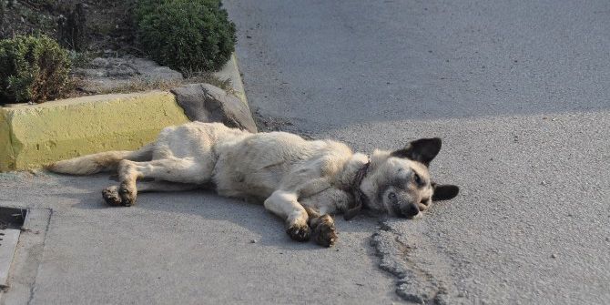 Köpeğe Çarpmamak İsterken Kaza Yaptı
