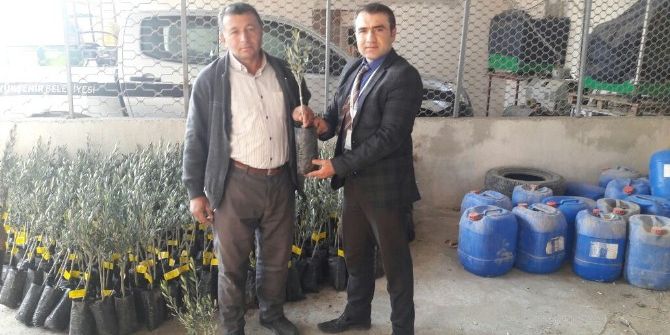 Sarıgöllü Zeytin Üreticilerine Büyükşehirden Destek