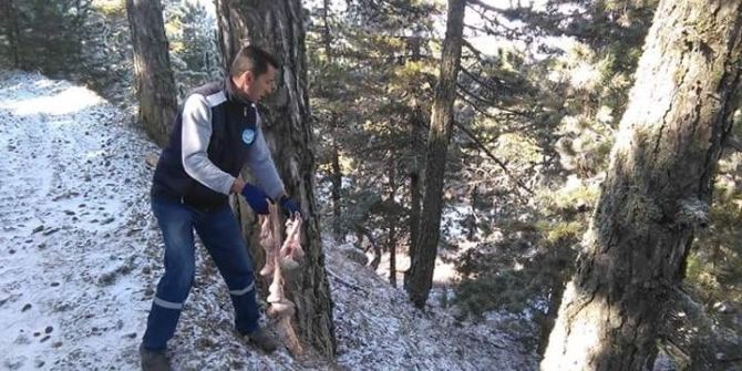 Yaban Hayvanları İçin İşbirliği