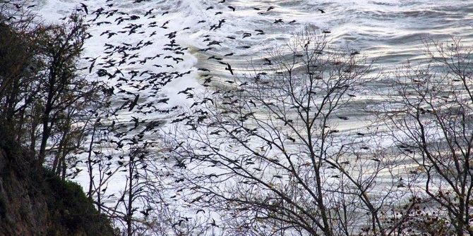 Karabatak Kuşlarının İlginç Görüntüleri
