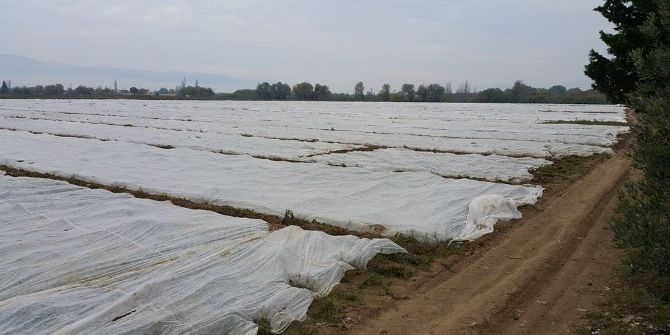 Patates Üreticisinin Soğuk Tedirginliği