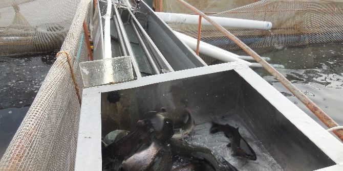 Bu Çiftlikte Büyük Balık Küçük Balığı Yemiyor