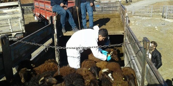 Tuzluca’da 12 Çiftçiye 480 Küçükbaş Hayvan Dağıtıldı