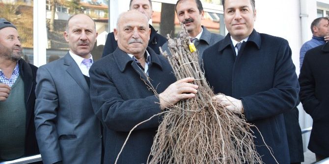 Niksar’da 45 Bin Adet Bağ Çubuğu Fidanı Dağıtıldı