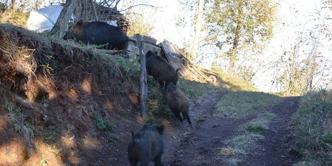 Aç Kalan Yaban Domuzları Köye İndi
