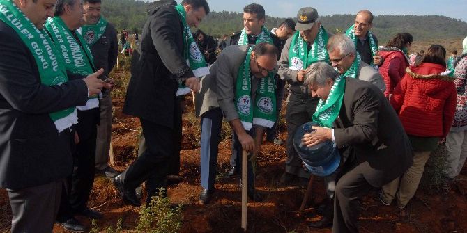 Şehit Ömer Halisdemir Hatıra Ormanına Sığla Ve Çam Fidanı Dikildi