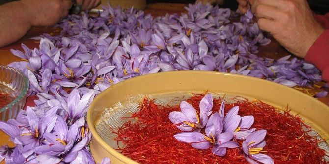 Osmaniye’de “Kadın Eliyle Safran Yetiştiriciliği" Projesi Başlıyor