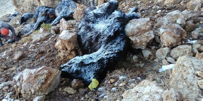 Korkuteli’ne Yıldırım Düştü: 17 Büyükbaş Hayvan Telef Oldu