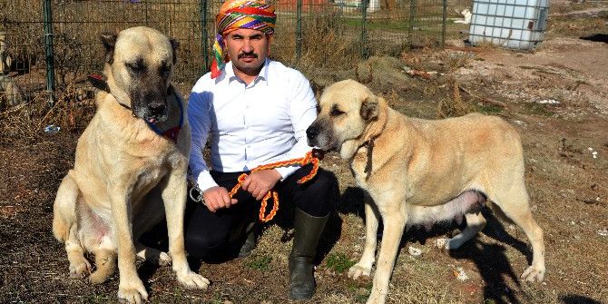 Sınırda Mehmetçiğin Can Dostu Olacaklar...