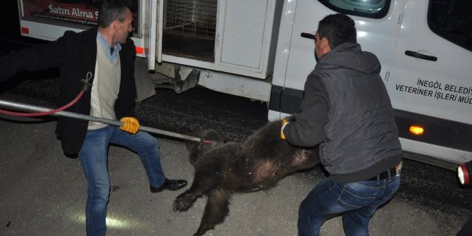 Yola İnen Yavru Ayılara Kamyon Çarptı, İkisi Kurtuldu, Birisi Telef Oldu