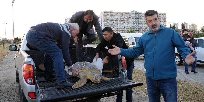 Hayvanseverlerin Seferber Olduğu Caretta Caretta Öldü