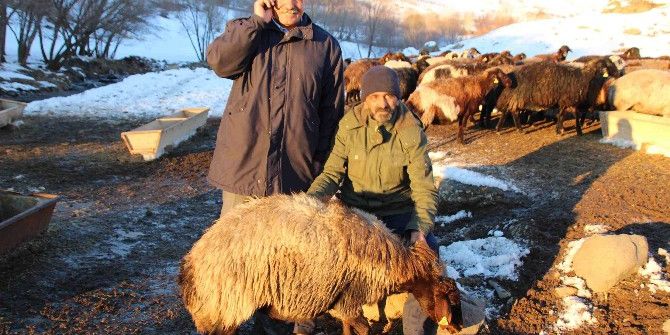 Varto’da Koyun Dağıtımı