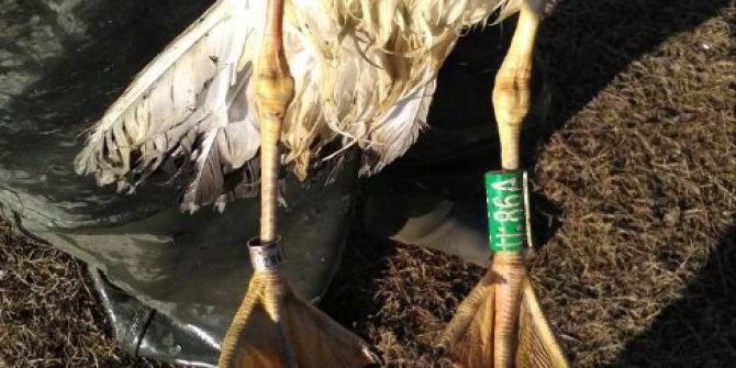 Ukrayna’dan Balık Yemeye Geldi, Bandırma’da Ağlara Takıldı