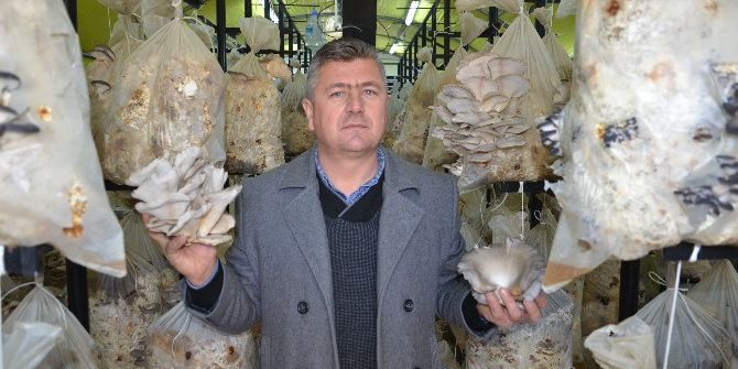 Devlet Desteğiyle Kurduğu Tesiste ’İstiridye Mantarı’ Yetiştiriyor