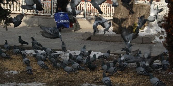 Soğuk Havada Yem Bulamayan Güvercinleri Yemliyorlar