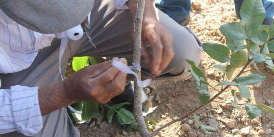 Bölgede 3 Milyon Fıstık Ağacı, Siirt Fıstık Çeşidiyle Aşılanıyor