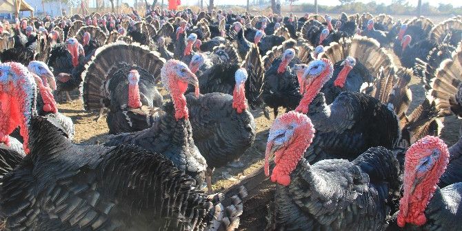 Organik Hindiler İlgi Görüyor
