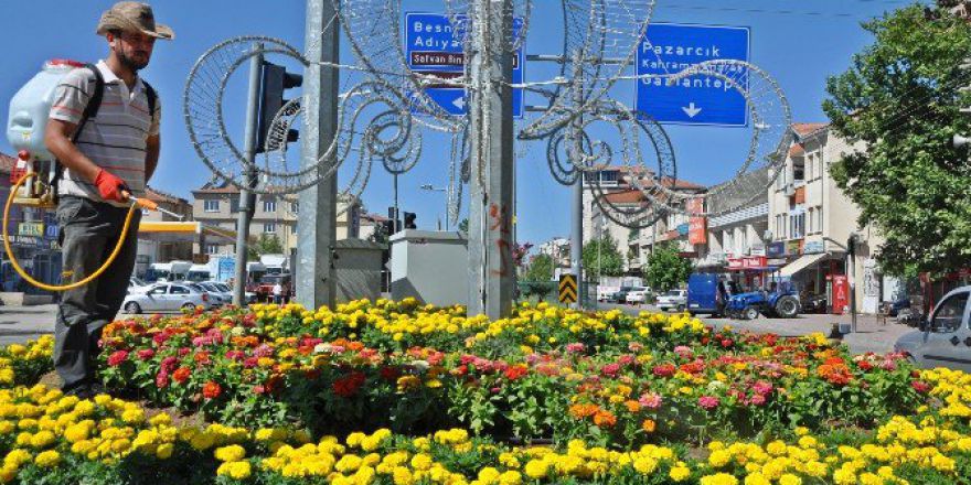 Çiçekler Mantar Ve Küllenmeye Karşı İlaçlandı