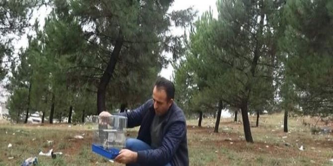 Tuzakla Yakalanan Sakalar Tabiata Bırakıldı