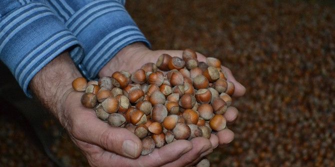 Pazara 204 Bin Ton Fındık İndi