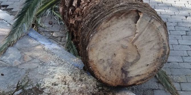 ’Kırmızı Palmiye Böceği’ Şimdi De İzmir’e Dadandı