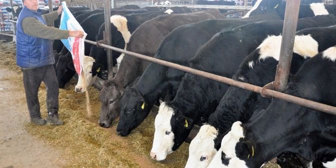 Yemin Fiyatı 53 Tl’ye Çıktı, Süt Üreticisi Kara Kara Düşünmeye Başladı