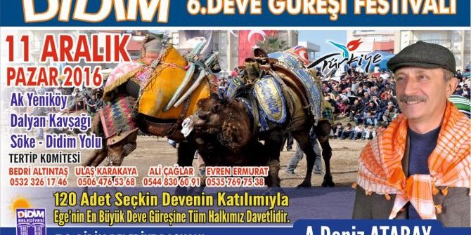 Didim Deve Güreşi Festivali 11 Aralık Pazar Günü Yapılacak
